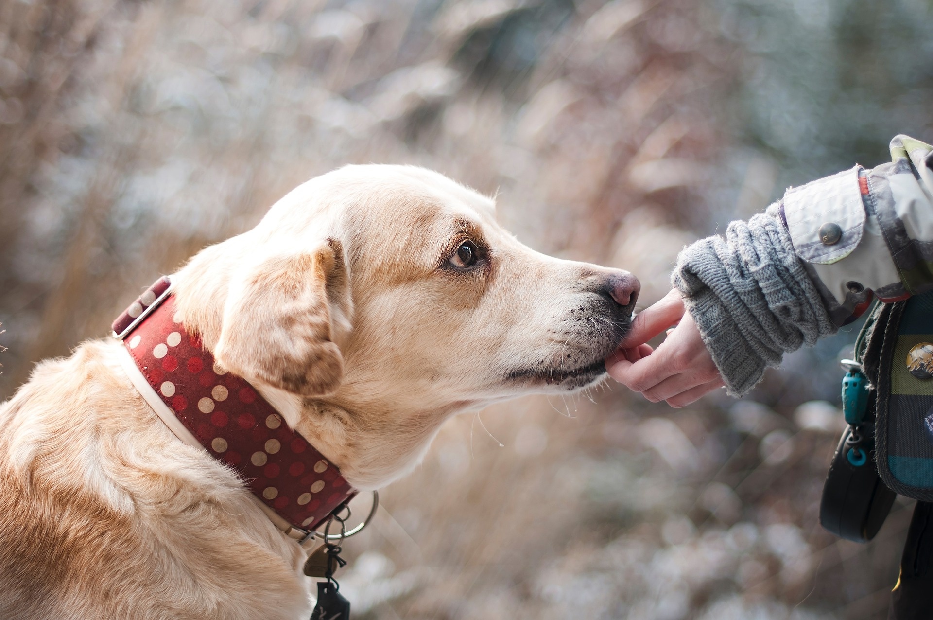 Ein Hund schnuppert an einer Hand, die ihm zu gestreckt wird